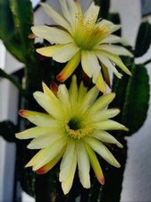 # Selten # Riesen Kaktus 30cm Blüte "Königin der Nacht"  Nr. 2 / 25cm