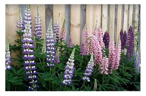 20x lupine russel hybrids mix - lupine,