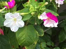 --- 20+ Wunderblume Samen ---