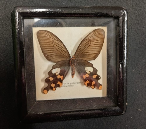 Windmühlen schmetterling - windmühlen,