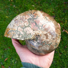18cm sehr großer nautilus - 18cm,
