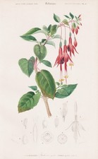 Fuchsia gracilis scarlet