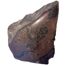 Stromatolith Rough Anschliff