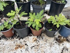 ❤️ Feigenbaum Nachzucht Riesenfeige 3 Monat ORIGINAL SOTSCHI GOLD winterhart 20-