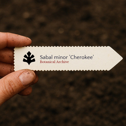 Sabal minor cherokee seeds - sabal, 'cherokee'