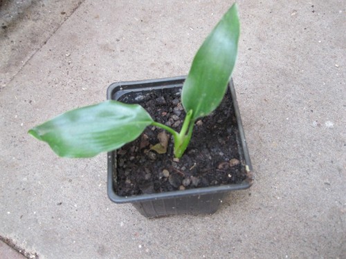 Gelbe strelitzie mandelas - strelitzie,