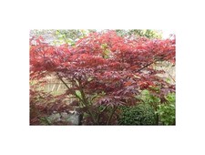 10x Ahorn palmatum Atropurpureum Baum Garten Pflanzen - Samen ID1593