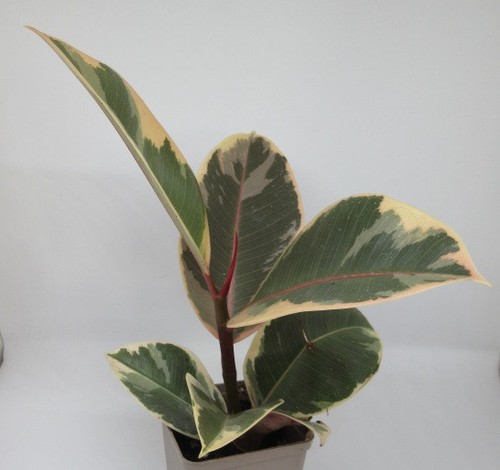 Ficus elastica tineke - 'tineke',