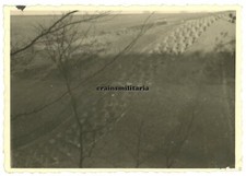 Orig. Foto Höckerlinie