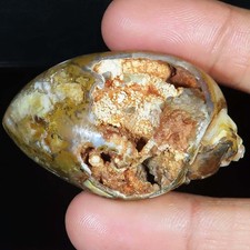 164.10 Cts Natürlich Fossil