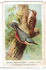 Brandt - Kaffee / älteres Kaufmannsbild / Vögel / Baumläufer / Foto