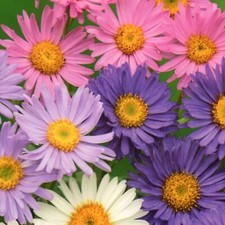 Alpen Aster alpinus Mix winterhart mehrjährige Stauden Garten 200 Samen Nr.350