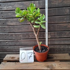 Geldbaum Pfenningbaum Crassula