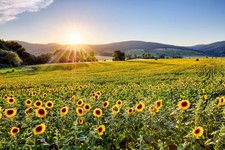 Wandbild: Sonnenblumenfeld bei