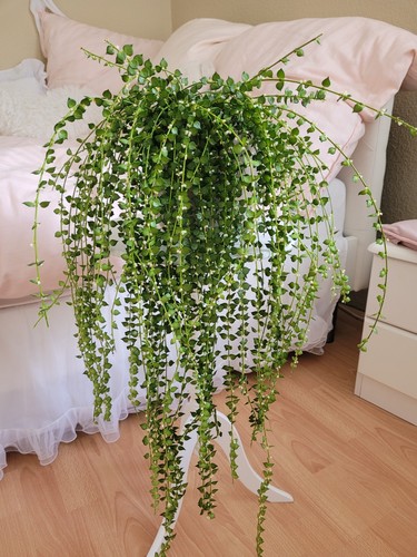 Dischidia ruscifolia hoya - 1×dischidia,