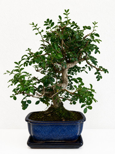 Bonsai pistacia lentiscus - bonsai,