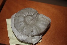 Ceratit, Ceratites evolutus 