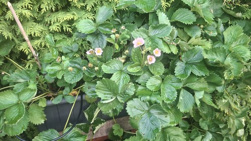 Erdbeerpflanzen erdbeere - 20,