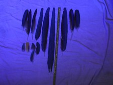 Gelbbrustara Ara-Federn 14