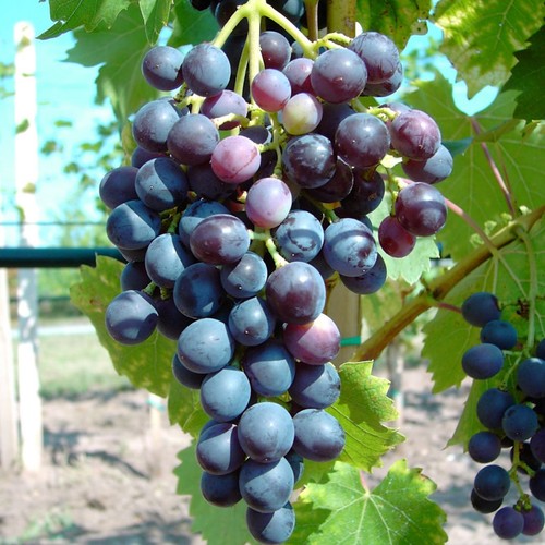 Weinrebe blauer muskateller - muskateller,