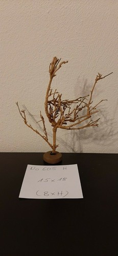 Nano garnelen baum hell mit - nano,