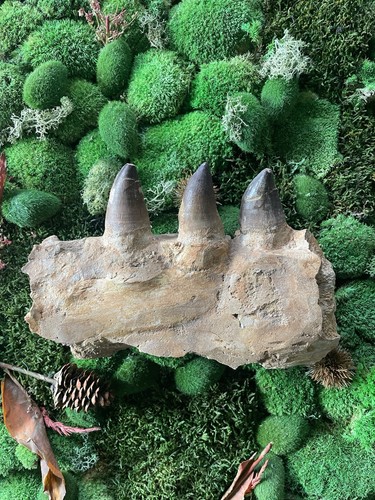 Fossiles kieferfragment des - fossiles,