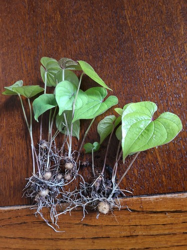 Selten rarität dioscorea - selten,
