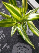 Hochstamm drachenbaum - ,