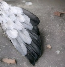 22 cm Handschwinge ?? Ara Räucherfächer Papagei Feder Fächer Deko Engel Flügel