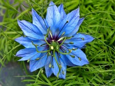 DAMASZENER SCHWARZKÜMMEL 100 Samen aus bioveganem Naturgarten Kräuter Gewürz