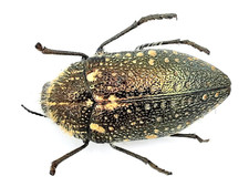 Buprestidae, Julodis sp., A2