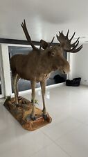 Elch Ganzpräparat Präparat auf Podest Jagdtrophäe