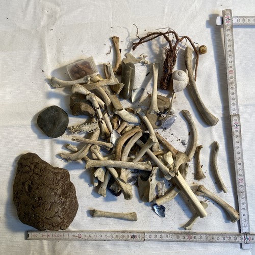 Archäologische funde knochen - archäologische,