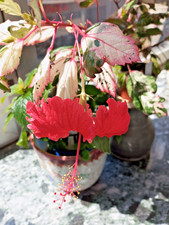 Hibiscus rosa sinensis