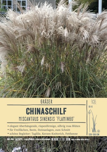 Miscanthus sinensis