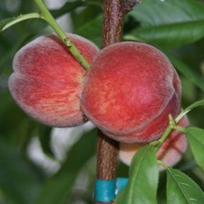 Pfirsichbaum Inka Pfirsich