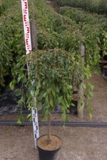 Malus Pendula - Zierapfel