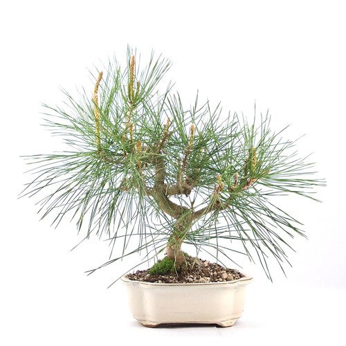 Bonsai japanische - bonsai,