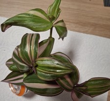 Tradescantia Discolor Multicolor 