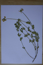 10 getrocknete Pflanzen für