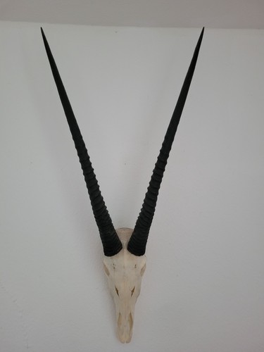 Oryx antilope geweih - -,