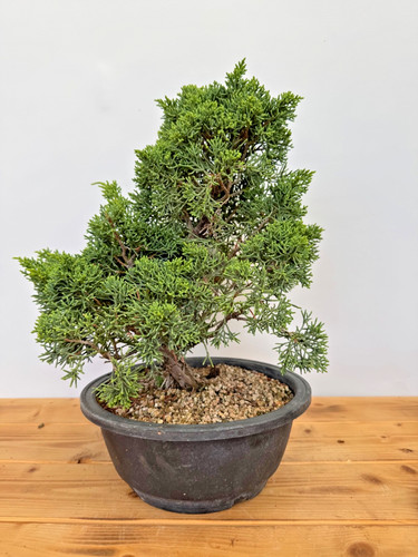 Bonsai chinesischer wacholder - bonsai,