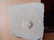 Platte mit Ammonit, Solnhofen