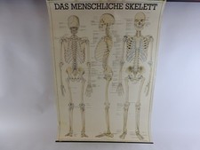 Vintage Menschliches Skelett  Schaubild 1986  ca. 100x70 cm