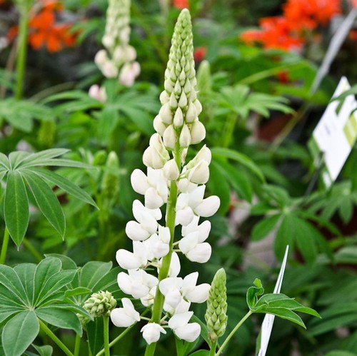 Gartenlupinie fräulein - fräulein,