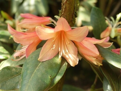 Alpenrose biskra - biskra,
