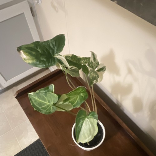 Two syngonium variegated - syngonium,