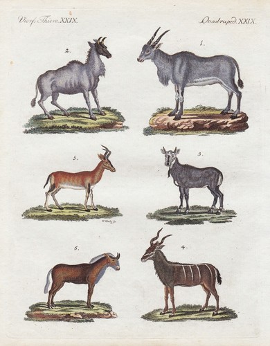 Antilopen antilope gazellen - antilopen,
