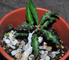 Euphorbia decaryii v. spirosticha