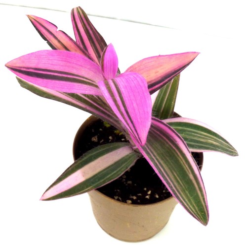 Tradescantia pallida variegata - tradescantia,